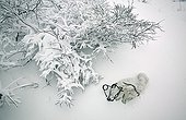 Frozen Arctic Fox trapped on the snow in Manitoba Canada