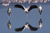 Yellow billed Storks at Nakuru Lake Kenya