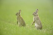 Attemptive european rabbits at burrow Aube France ; Location: Forêt de la Perte.
