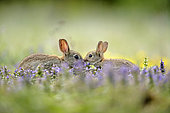 Wheedle between european rabbits next to its burrow France ; Location: Forêt de la Perte.