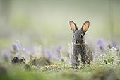 Young careful european rabbit next to its burrow Aube France ; Location: Forêt de la Perte.