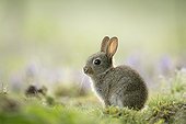 Young european rabbit next to its burrow Aube France ; Location: Forêt de la Perte.