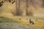 European rabbit next to its burrow in clearing France ; Location: Forêt de la Perte.