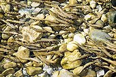 Eurasian minnows spawning in Le Seran River Ain France ; Location: in the Bugey massif.