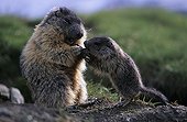 Alpine marmot female feeding its young Austria ; On the Grossglockner mountain, in the Hohe Tauern National Park. <br>@ Austrian species