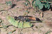 Sand digger wasp female carrying a paralyzed caterpillar ; @ Paralyse
