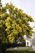 Mimosa winter flowering in March Ile d'Oleron France