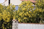 Mimosa winter flowering in March Ile d'Oleron France