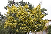Silver Wattle flowering in March Ile d'Oleron France