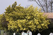 Silver Wattle flowering in March Ile d'Oleron France
