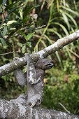 Pale-throated three-toed sloth clinging to a branch Peru
