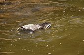Pale-throated three-toed sloth swimming in the water