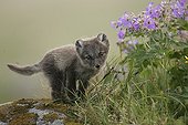 Arctic fox cub gazing with interest something Iceland ; Fox cub is few weeks old.