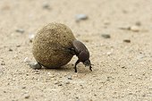 Dung Beetle pushing a dung ball South Africa ; Ball extracted from the dung of an elephant. <br>@ Dung Beetle