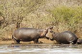 Hippopotamus adult threatening a young South Africa