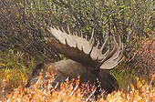 Elan mâle aux bois imposants couché PN Denali Alaska ; Plus grand des Cervidés d'Amérique du Nord