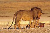 Moment de tendresse entre un lion et un lionceau Namibie