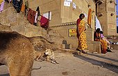 Women and Dogs on ghats beside the Ganges India ; Site: Benares town, Uttar Pradesh land<br>Edifice: Ghats, series of steps leading down to a body of water in India