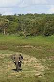 Elephant walking by the edge of the forest South Africa