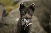 Portrait of Arctic fox holding a hunted bird in its mouth