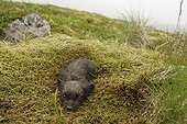 Arctic fox cub hidden in moss to escape predators