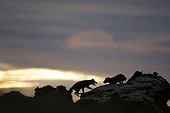 Wrestling of rivalry between Arctic foxes on a rock Iceland
