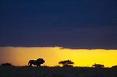 Lone lion in savanna at sunset Masai Mara Kenya