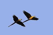 Blue and Gold Macaws in fligh Tambopata  Nature Reserve Peru ; The clay is rich in mineral salts and anti-toxines