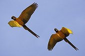 Blue and Gold Macaws in fligh Tambopata  Nature Reserve Peru