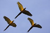 Blue and Gold Macaws in fligh Tambopata  Nature Reserve Peru