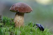 Beetle and Mushroom Vosges France