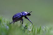 Beetle walking on the foam Vosges France