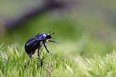 Beetle walking on the foam Vosges France