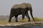Eléphant d'Afrique venant de se baigner PN Chobe Botswana