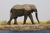 Eléphant d'Afrique venant de se baigner PN Chobe Botswana