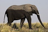 Eléphant d'Afrique venant de se baigner PN Chobe Botswana