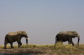Eléphants d'Afrique venant de se baigner PN Chobe Botswana
