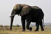 Eléphant d'Afrique venant de se baigner PN Chobe Botswana
