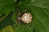 Four spot orb weaver Moeraske natural reserve Belgium
