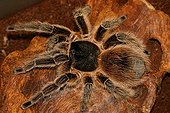 Tarentula Lasiodora in terrarium Gand Belgium