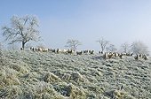 Brebis dans une prairie gelée à Turenne Corrèze France