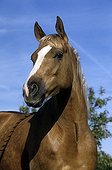 Portrait of a quarter horse mare dress palomino France