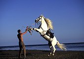Rider rear up his horse long gray mane