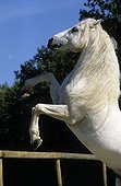 Horse saddle long gray mane France