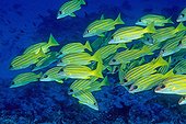 Banc fish Common bluestripe snapper Mayotte