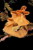 Ponte a Spanish Dancer Mayotte