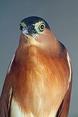 Portrait of a Surfbird on the island of Pulau Mabul Malaysia