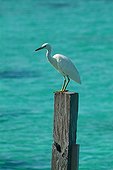 Seaside Surfbird on a wooden peg Malaysia