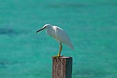 Seaside Surfbird on a wooden peg Malaysia