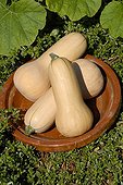 Courge 'Butternut'